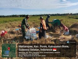 Di Desa Mattampae, Babinsa Koramil 10/Ponre Kodim 1407/Bone Dampingi Petani Saat Panen Padi 