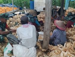 Bantu Ringankan Pekerjaan Warga, Babinsa Tellusiatinge Turun Tangan Kupas Jagung Hasil Panen Di Desa Patangnga