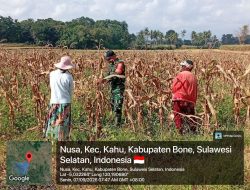 Dukung Aktivitas Petani, Babinsa Koramil Kahu Kodim Bone  Bantu Warga Panen Jagung Di Desa Nusa