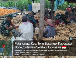 Bantu Ringankan Pekerjaan Warga, Babinsa Tellusiatinge Turun Tangan Kupas Jagung Hasil Panen Di Desa Patangnga
