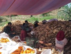 Bantu Ringankan Pekerjaan Warga, Babinsa Koramil Tellusiatinge Kodim 1407/Bone Gotong Royong Mengupas Jagung Hasil Panen