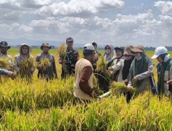 Dampingi Ubinan Padi Sawah, Babinsa Koramil Kahu Kodim 1407/Bone Hadir Bersama Petani