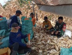 Babinsa Koramil Tonra Kodim 1407/Bone Dampingi Petani Jagung Desa Muara Saat Panen