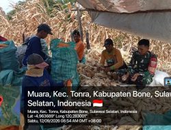 Babinsa Koramil Tonra Kodim 1407/Bone Dampingi Petani Jagung Desa Muara Saat Panen