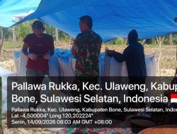 Dukung Ketahanan Pangan, Babinsa Koramil Ulaweng Dampingi Warga Panen Jagung Di Desa Pallawa Rukka