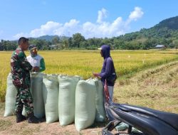 Perkuat Ketahanan Pangan Wilayah, Babinsa Koramil 16/Tonra Kodim 1407/Bone Dampingi Petani Saat Panen Padi