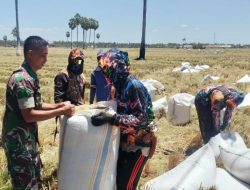 Semangat Kebersamaan, Babinsa Kel. Pompanua Koramil 1407-01/Ajangale Dampingi Petani Panen Padi di Wilayah Binaan