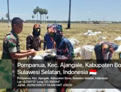 Semangat Kebersamaan, Babinsa Kel. Pompanua Koramil 1407-01/Ajangale Dampingi Petani Panen Padi di Wilayah Binaan