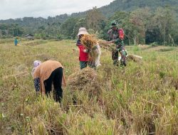 Babinsa Bontocani Kodim 1407/Bone Turun Ke Sawah, Bantu Petani Panen Padi Di Kelurahan Kahu