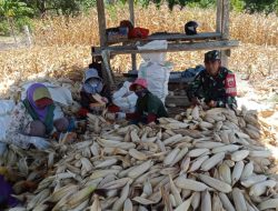 Komsos Di Tengah Aktivitas Pertanian, Babinsa Ramil Dua Boccoe Kodim 1407/Bone Sambangi Petani Jagung
