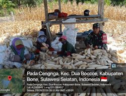 Komsos Di Tengah Aktivitas Pertanian, Babinsa Ramil Dua Boccoe Kodim 1407/Bone Sambangi Petani Jagung