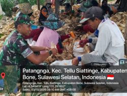 Semangat Gotong Royong Di Tengah Panen, Babinsa Tellu Siattinge Kodim 1407/Bone Bantu Petani Mengolah Jagung Hasil Panen