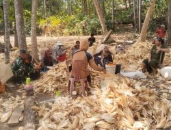 Ringankan Beban Petani, Babinsa Ramil 21 Palakka Kodim 1407/Bone Turun Tangan Bantu Kupas Jagung Pascapanen