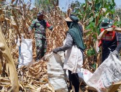 Panen Jagung Jadi Momentum Kebersamaan, Babinsa Koramil Mare Kodim 1407/Bone Bantu Petani Di Pattiro