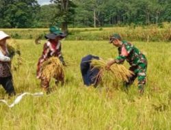 Petani Tak Sendiri, Babinsa Ramil Bontocani Kodim 1407/Bone Turun Langsung Bantu Panen Padi Di Kelurahan Kahu