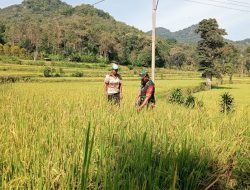 Perkuat Pendampingan Pertanian, Babinsa Kodim 1407/Bone Ramil 20Bontocani Cek Kondisi Padi