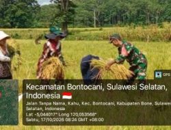 Petani Tak Sendiri, Babinsa Ramil Bontocani Kodim 1407/Bone Turun Langsung Bantu Panen Padi Di Kelurahan Kahu
