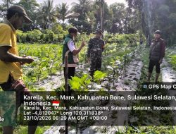 Bersama Petani Merawat Tanaman, Babinsa Koramil 15/Mare Kodim Bone Perkuat Semangat Ketahanan Pangan
