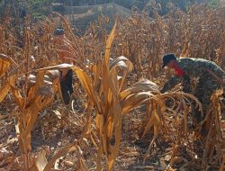 Dukung Aktivitas Petani, Babinsa Ramil 03 Cenrana Kodim 1407/Bone Terlibat Dalam Pembersihan Lahan